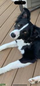 Mini Australian Shepard  Listing Image