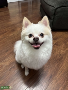 Loving White Pomeranian For Hire! Listing Image