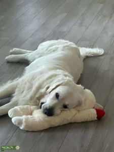 English cream golden retriever  Listing Image