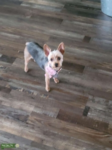 1 year old Yorkie looking for 4 lb Stud Listing Image