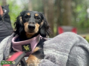 Cream Long Haired Miniature Dachshund Listing Image