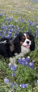 Tri Cavalier Stud Dog Listing Image