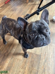 Black, brown, and white brindle French bulldog Listing Image
