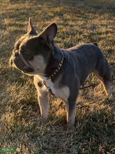 Tri-color French bulldog STUD Listing Image