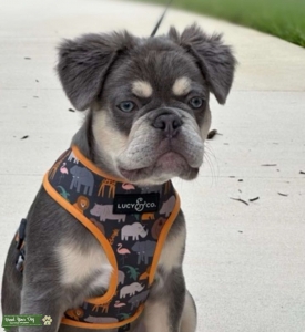 Full fluffy French Bulldog  Listing Image