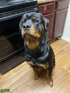 Purebred AKC Registered Rottweiler  Listing Image
