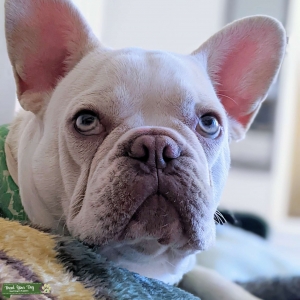 Platinum Isabella French bulldog  Listing Image