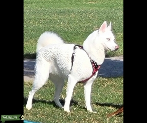 White Siberian Husky Listing Image