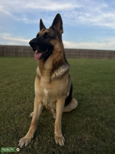 AKC German Shepherd  Listing Image