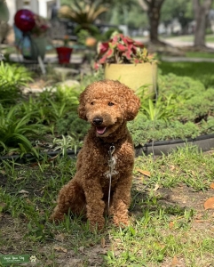 AKC Mini Poodle - Dark Red Listing Image