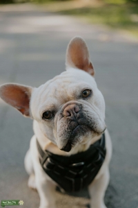 Fawn colored Frenchie looking for some love Listing Image
