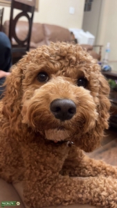 Apricot w/ White Belly Cockapoo  Listing Image