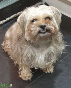 Urgent! Looking for Shih Tzu stud Listing Image