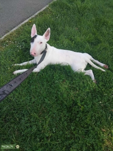 English bull terrier stud Listing Image