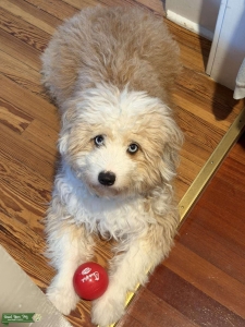 Stud dog ready to breed  Listing Image