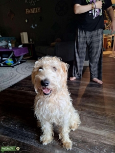 Soft coated wheaton terrier stud Listing Image