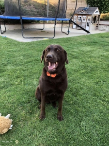 Chocolate Lab Listing Image