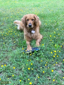 Lovely Dark AKC Golden Retriever Listing Image