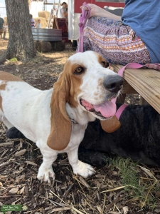 Beautiful basset girl needs stud Listing Image