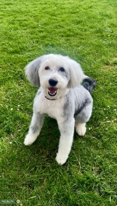 Old English sheepdog Listing Image