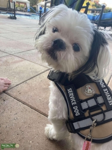 Adorable Male Shih Tzu for Teddy Bear Puppies Listing Image