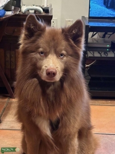 Chocolate Siberian Husky Listing Image