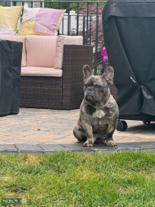 Blue Merlequin Frenchie Listing Image