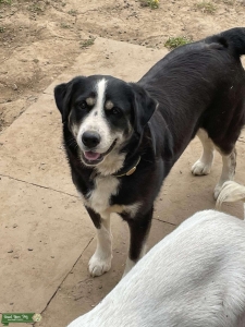 Looking for Stud dog Listing Image