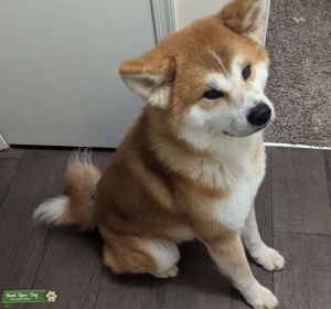 Purebred Japanese Akita Inu Listing Image