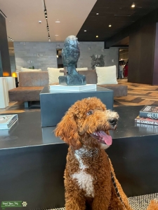 Apricot Miniature Goldendoodle 24 lbs Listing Image