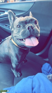 Trindle French Bulldog Listing Image