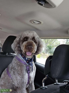 2 yr old Pyridoodle stud Listing Image