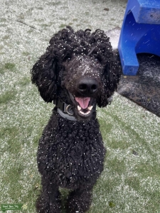 Standard Poodle blk M Listing Image
