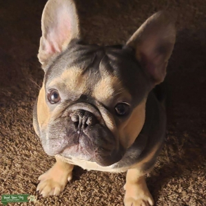 Bentley the French Bulldog Stud  Listing Image