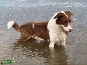Red Border Collie Stud Dog Listing Image