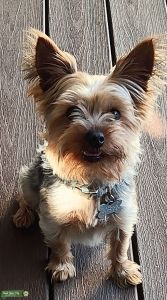 Yorkie Male Listing Image