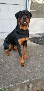 OFA certified American Rottweiler  Listing Image