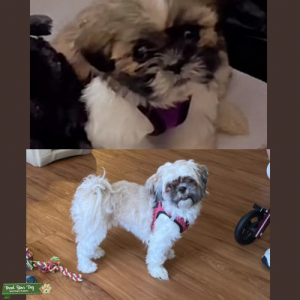 Shih Tzu cream 11lb Listing Image