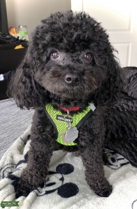 Toy Poodle Stud Listing Image