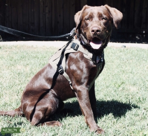 AKC Registered Chocolate Brown Labrador Retriever  Listing Image