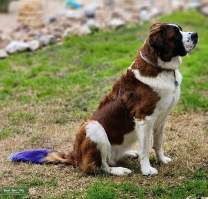 Purebred Saint Bernard  Listing Image