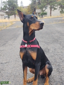 H.D. Doberman Stud Service Listing Image