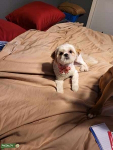 Looking for Shih Tzu stud Listing Image