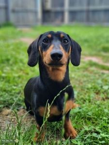 Miniature Dachshund Stud Listing Image