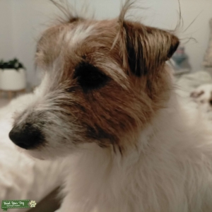 Stud Jack Russell, Available for parties & weekends Listing Image