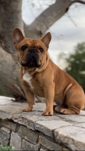AKC registered/OFA and genetically health certified healthy French bulldog. Listing Image