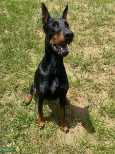 AKC 100% European Doberman Listing Image