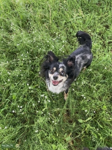 Chihuahua long haired blue Merle.  Happy, well-socialized, friendly, fully vaccinated.  Listing Image