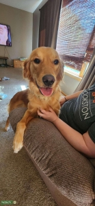 Golden Retriever Female Listing Image