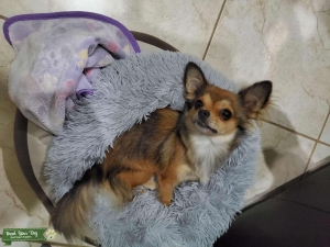 Sable 6.6 lb Long Haired Chihuahua Listing Image